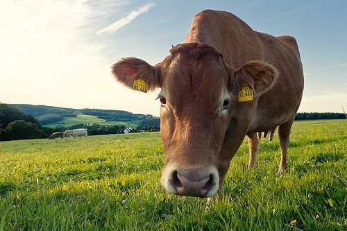 Cattle grazing on an open pasture
